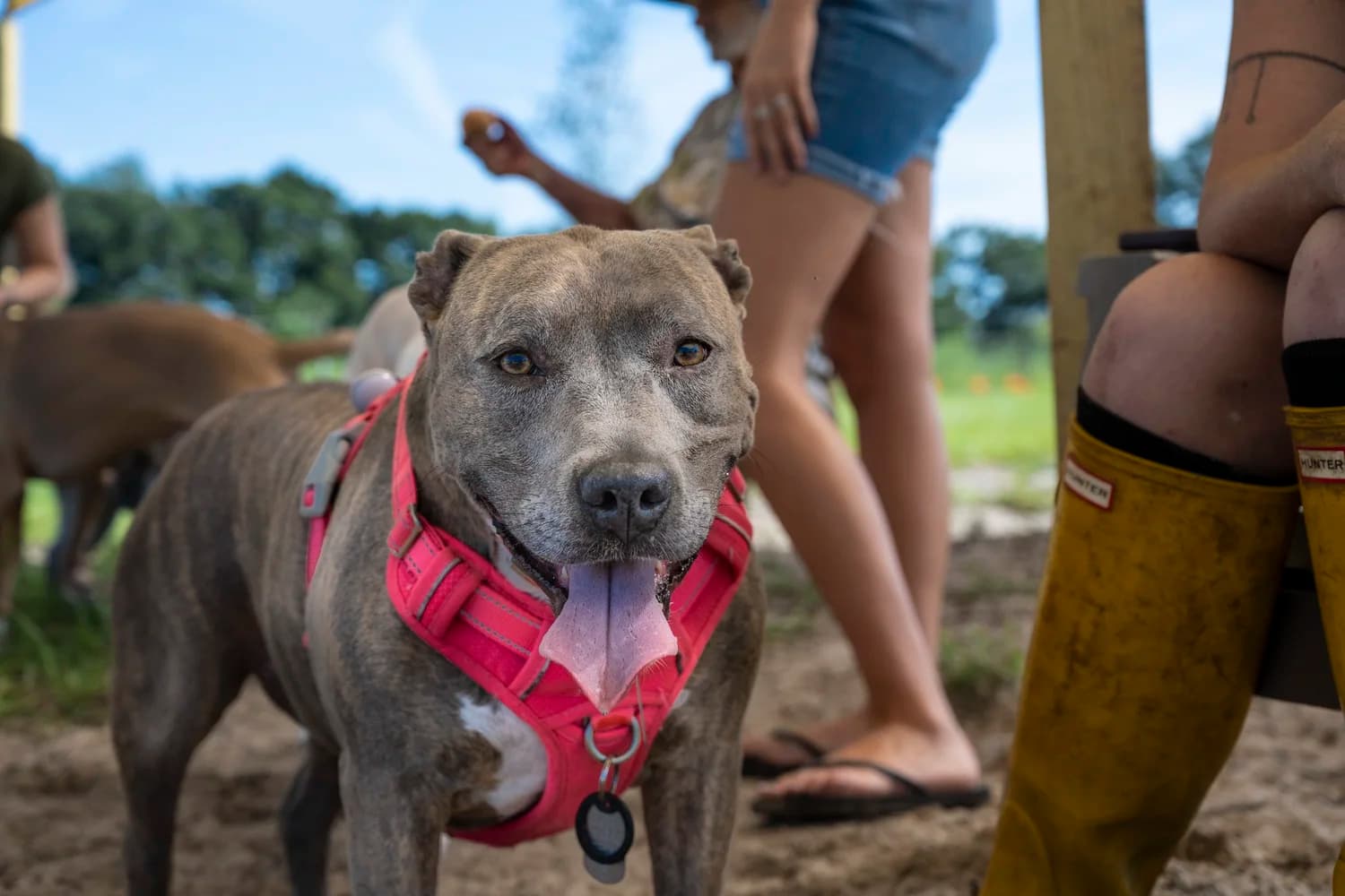 Oh Hey Dog community members outdoors