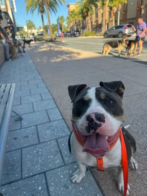 Nicole and Dozer testimonial photo