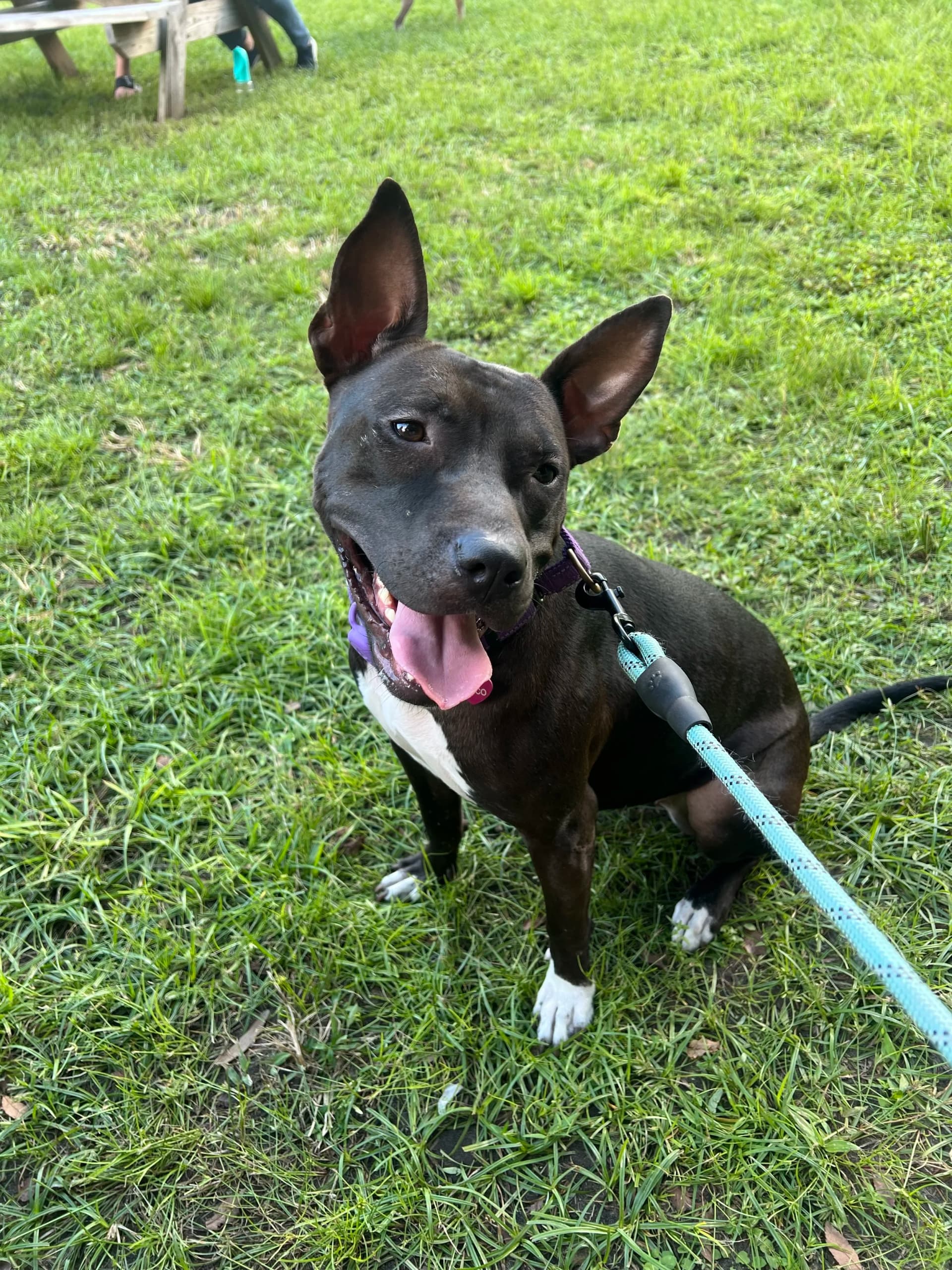 Jessica and Coco testimonial photo