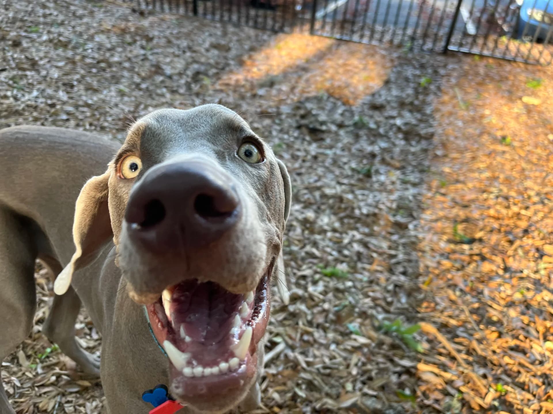 CJ and Splash testimonial photo